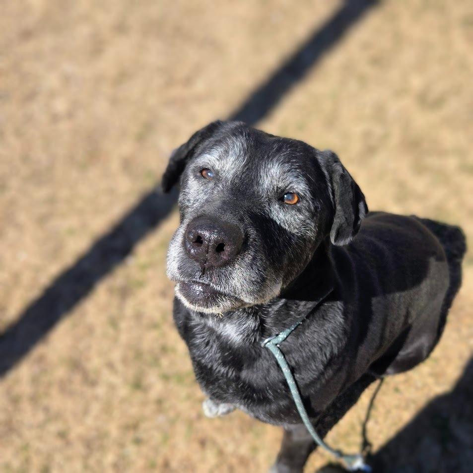 Enlarge Serena, a Adoptable Labrador Retriever in Douglasville, GA image 4/6