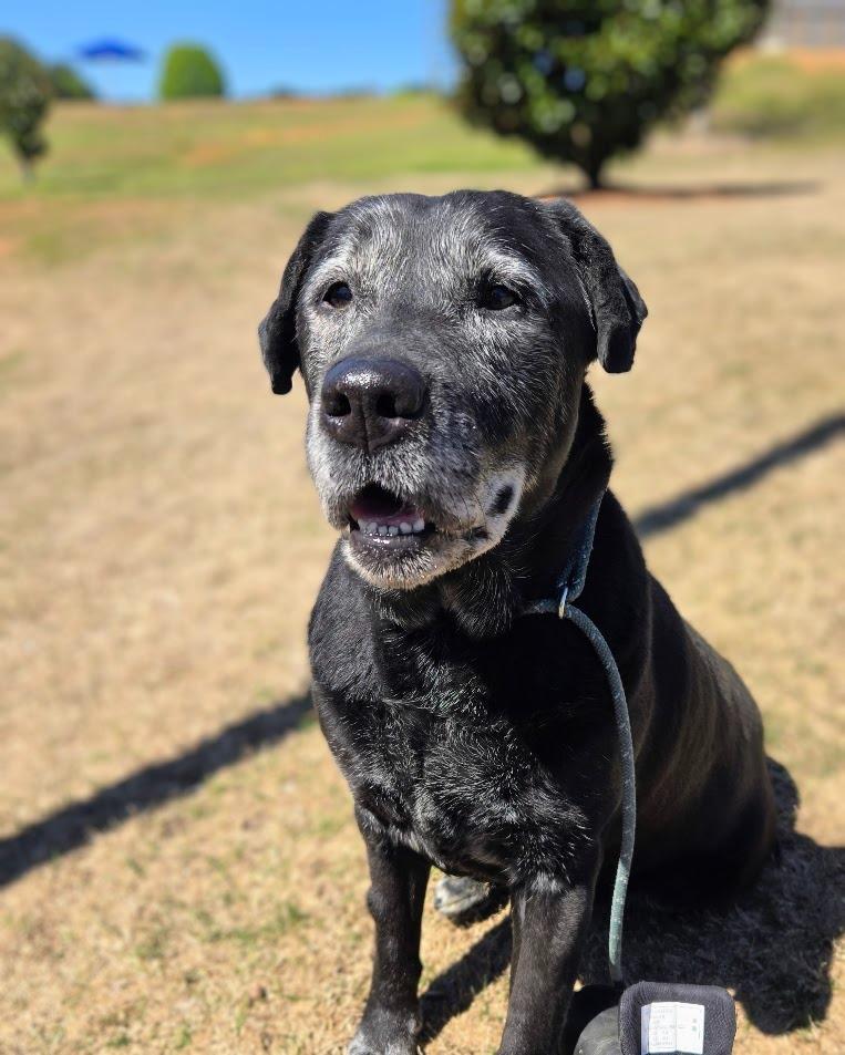 Enlarge Serena, a Adoptable Labrador Retriever in Douglasville, GA image 5/6