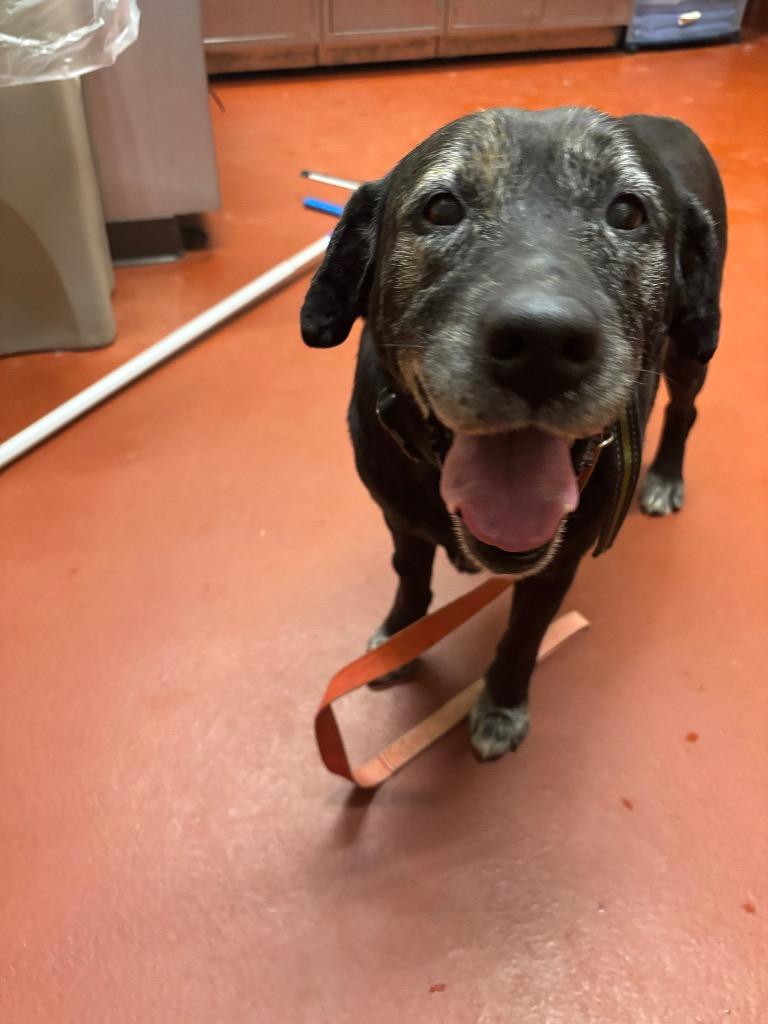 Enlarge Serena, a Adoptable Labrador Retriever in Douglasville, GA image 6/6