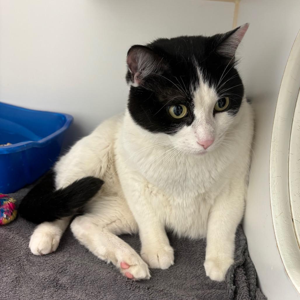 Gucci, Adoptable, Adult Male Domestic Short Hair.
