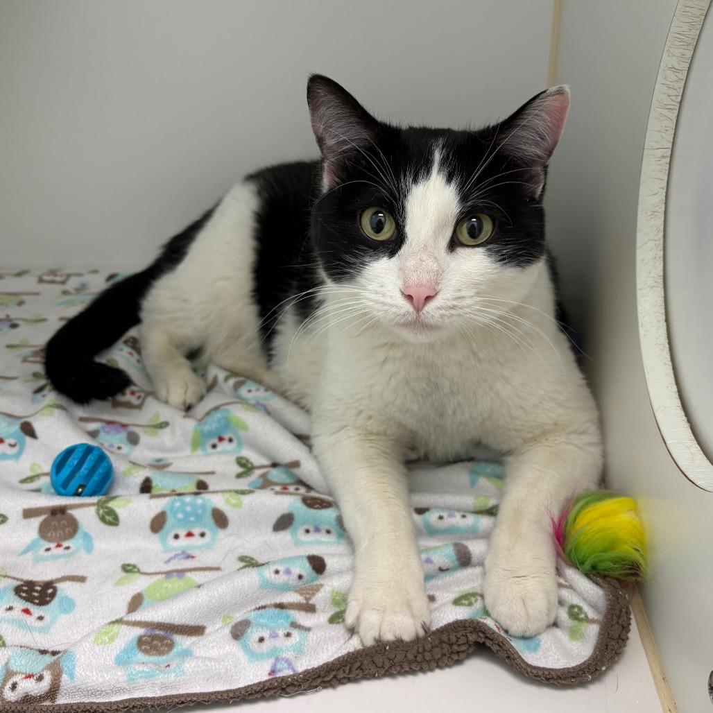Gucci, a Adoptable Domestic Short Hair in Saskatoon, SK image 2/2