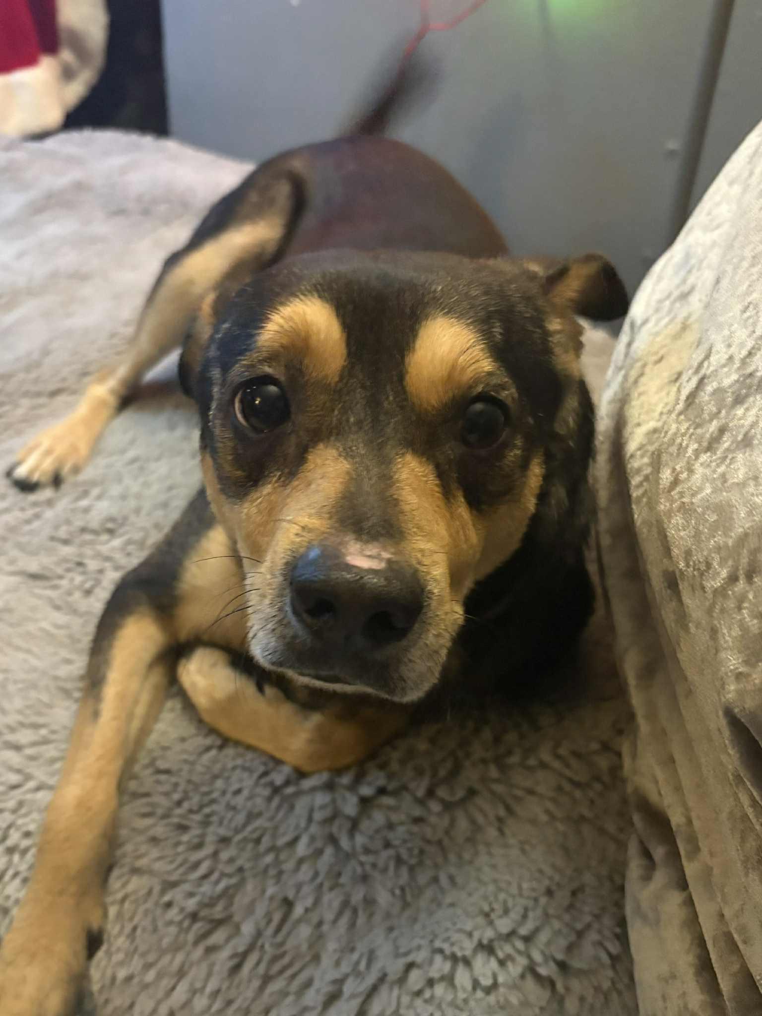 PACHUCO, a Adoptable Mixed Breed in Lake in the hills, IL image 1/6