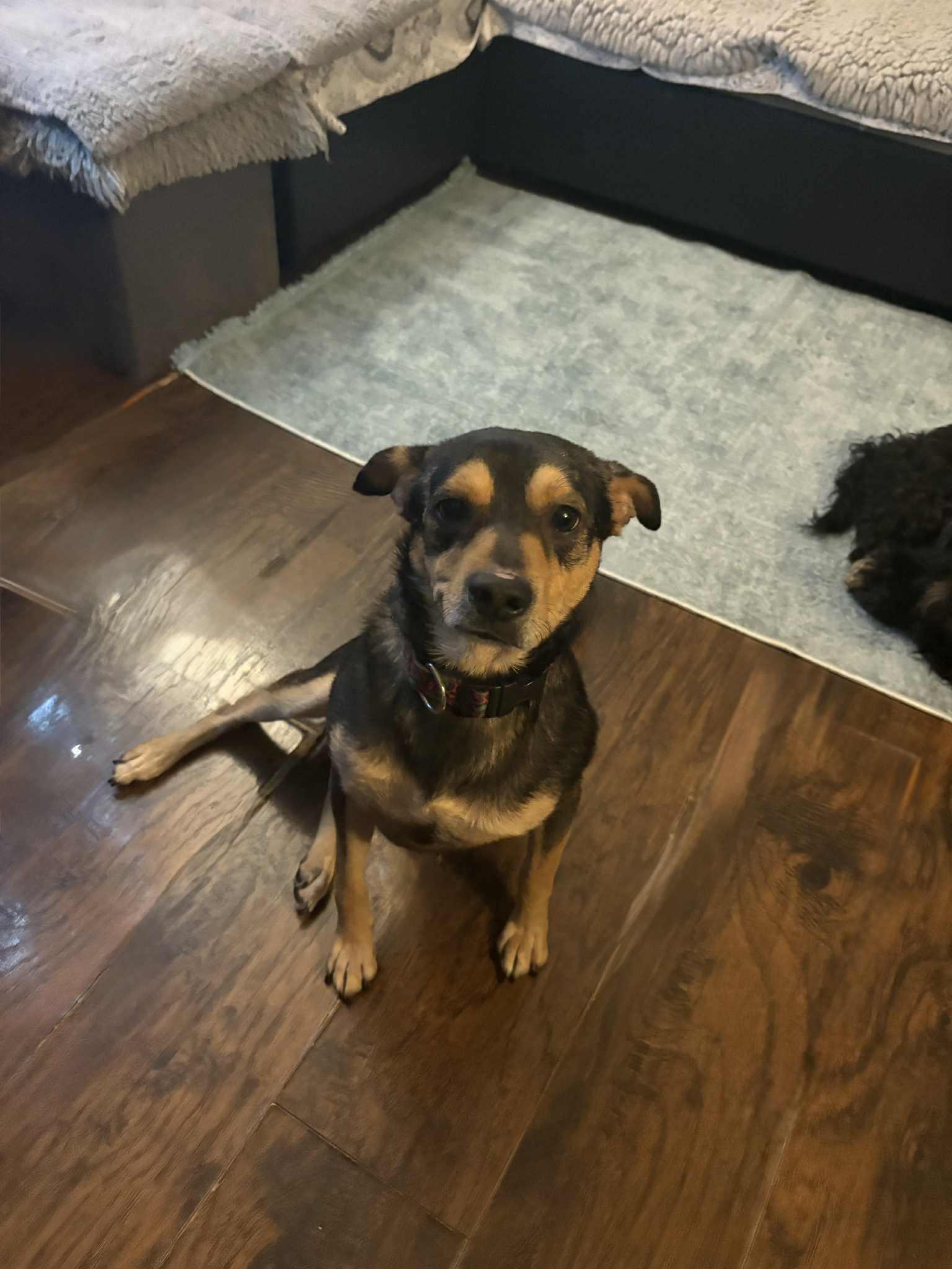 PACHUCO, a Adoptable Mixed Breed in Lake in the hills, IL image 2/6