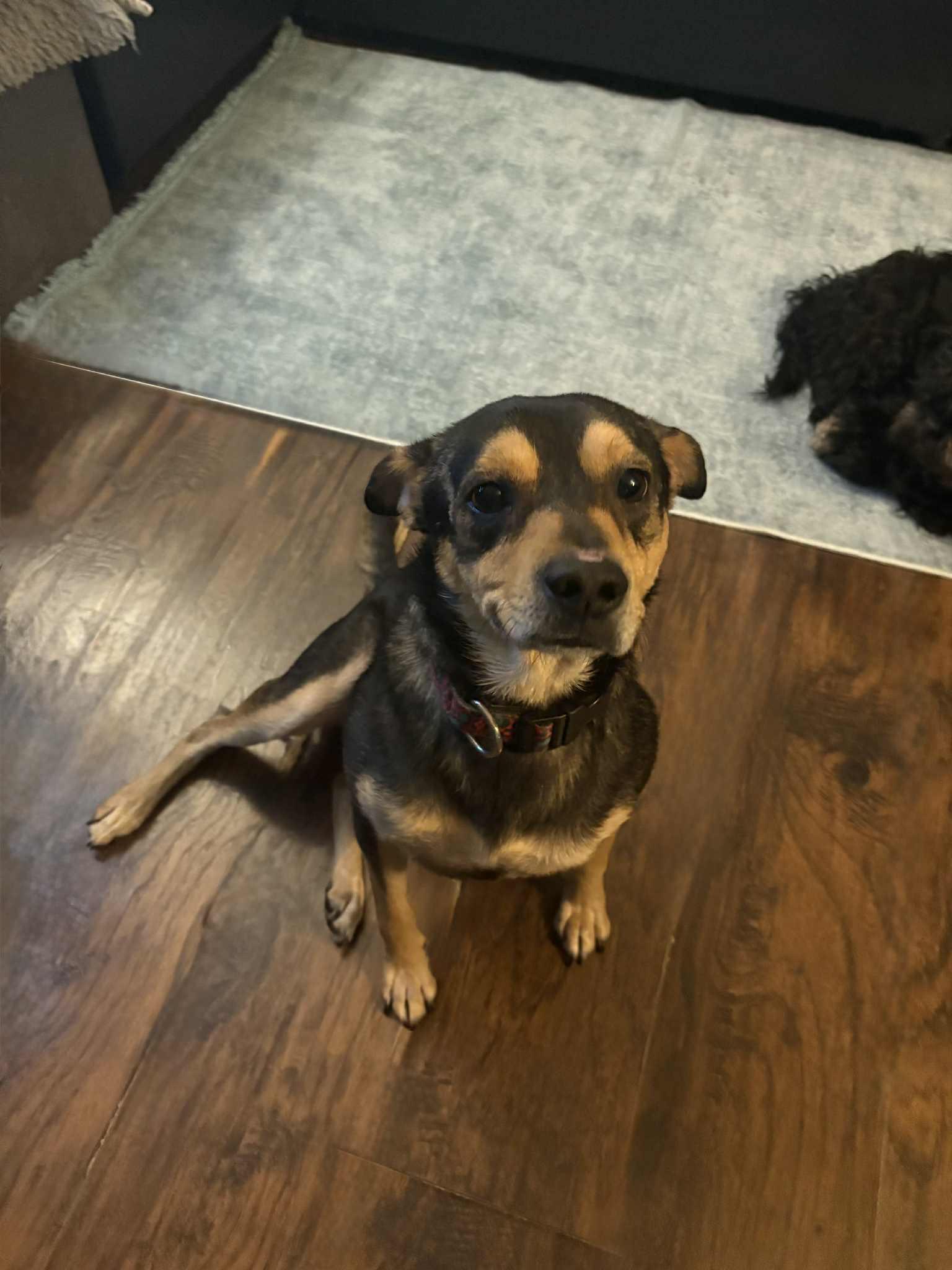 PACHUCO, a Adoptable Mixed Breed in Lake in the hills, IL image 3/6