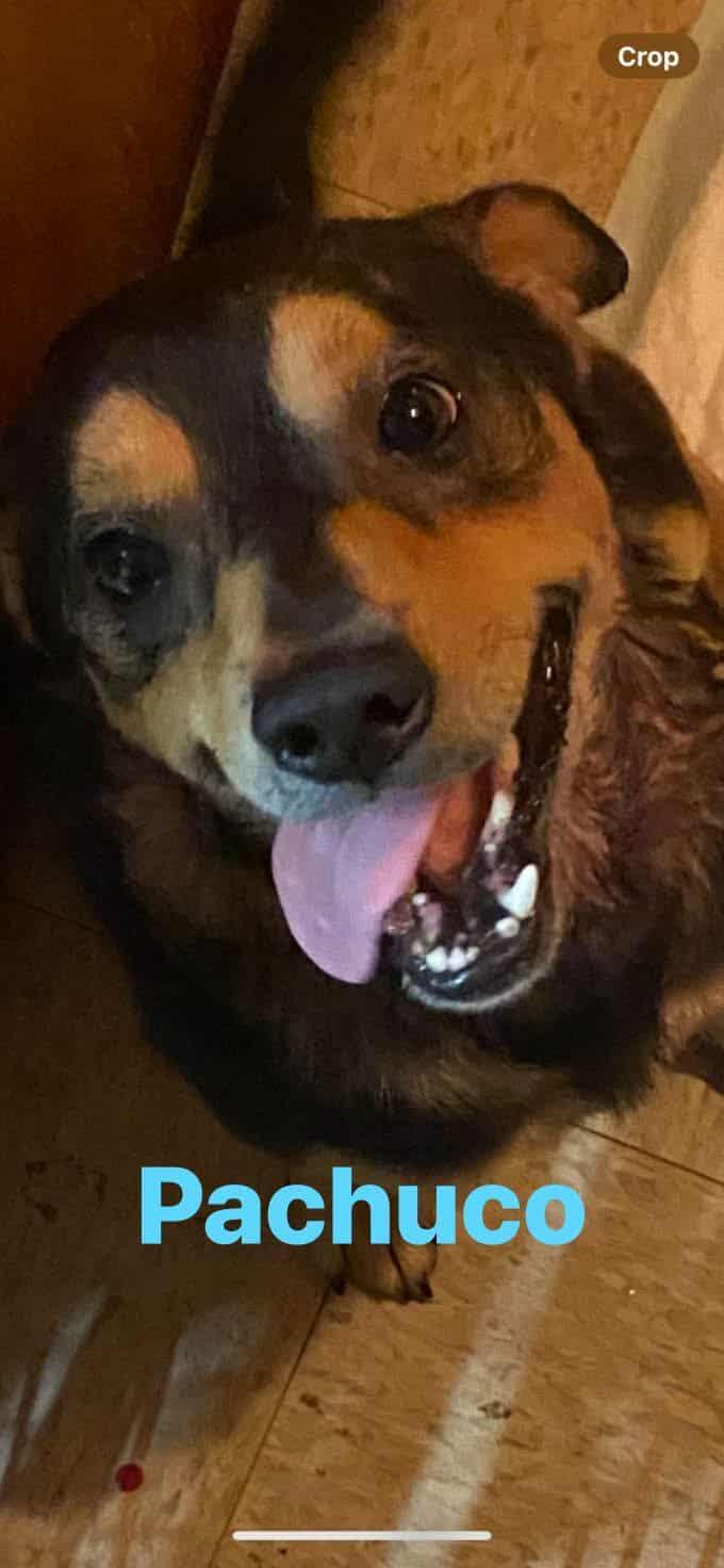 PACHUCO, a Adoptable Mixed Breed in Lake in the hills, IL image 4/6