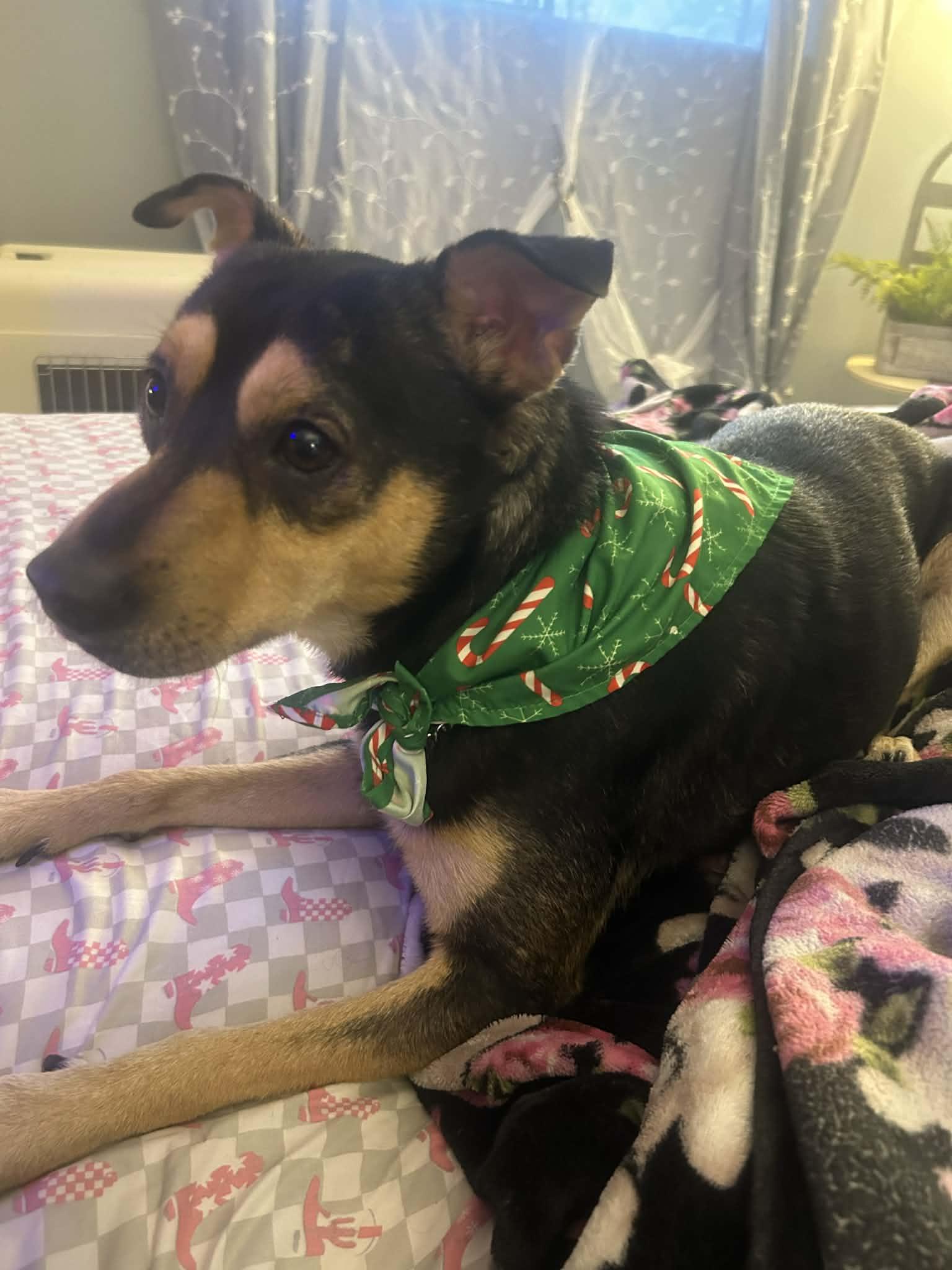 PACHUCO, a Adoptable Mixed Breed in Lake in the hills, IL image 5/6