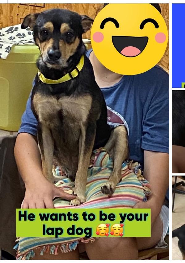 PACHUCO, a Adoptable Mixed Breed in Lake in the hills, IL image 6/6