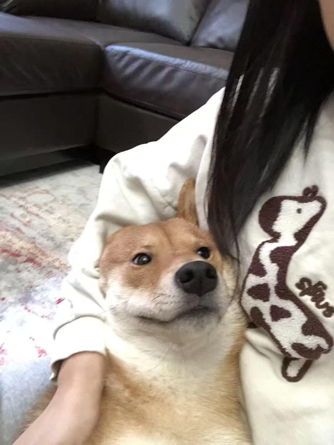 Enlarge Honey, a ADOPTABLE Shiba Inu in Markham, ON image 2/5