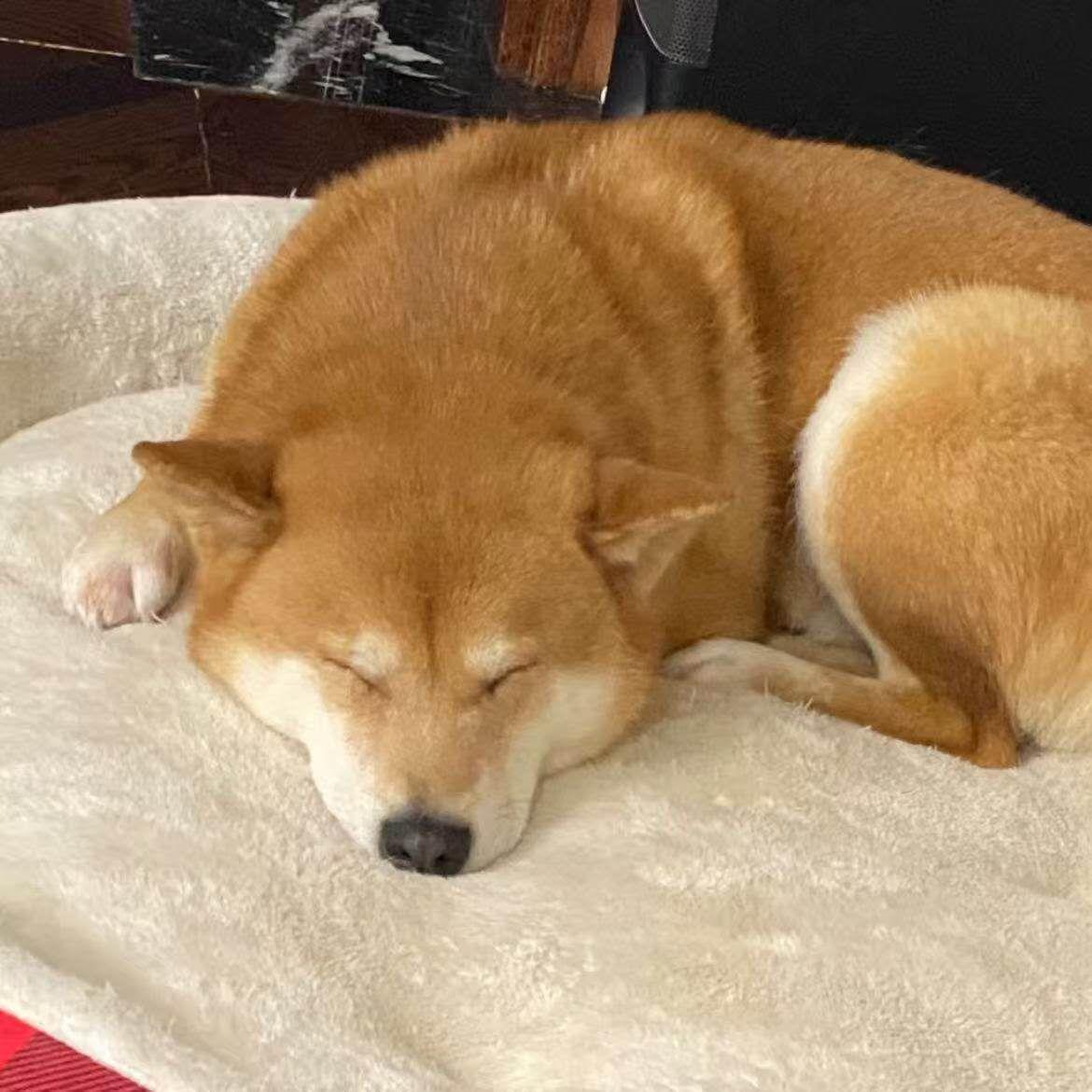 Enlarge Honey, a ADOPTABLE Shiba Inu in Markham, ON image 5/5