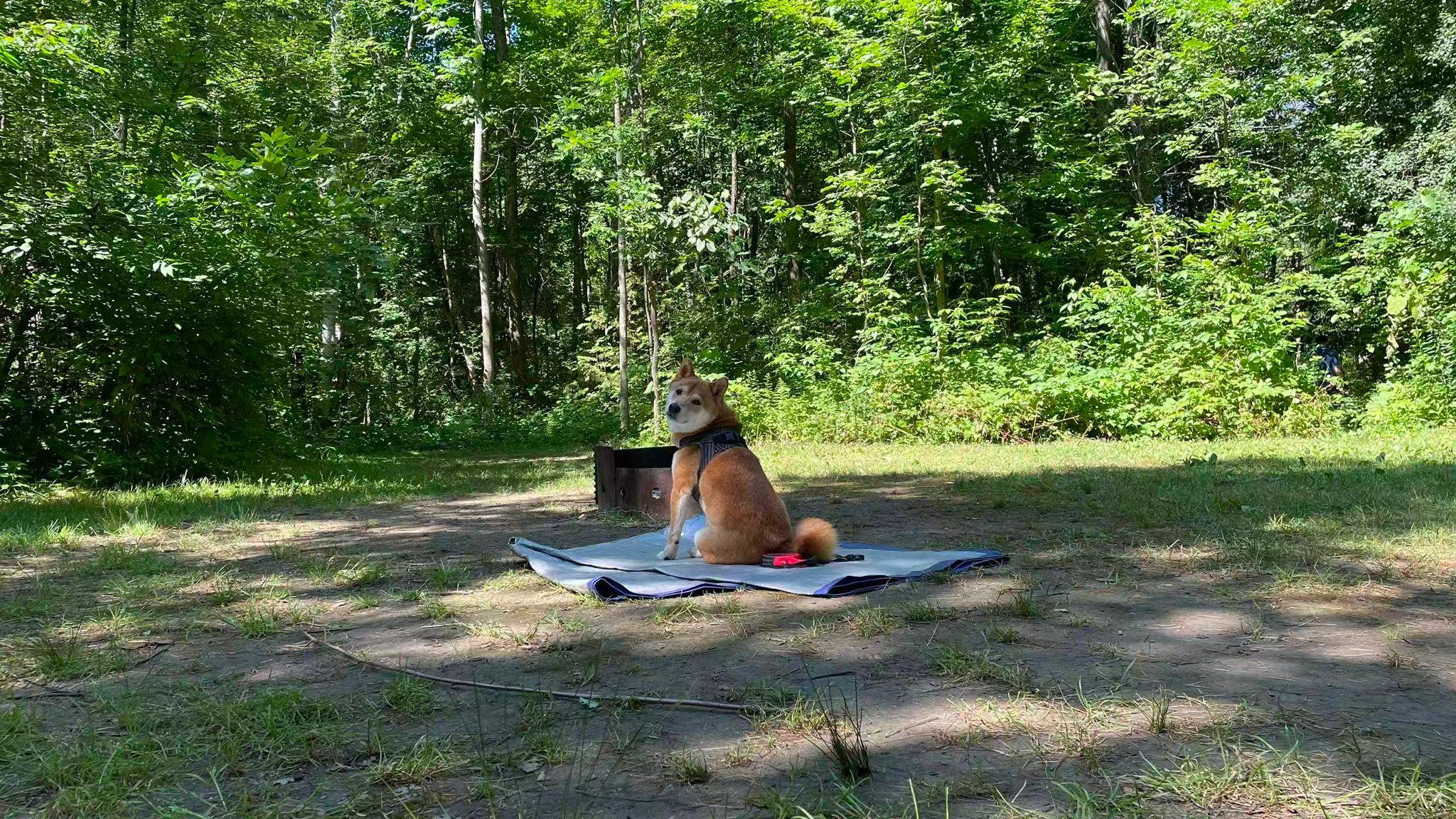 Enlarge Honey, a ADOPTABLE Shiba Inu in Markham, ON image 4/5