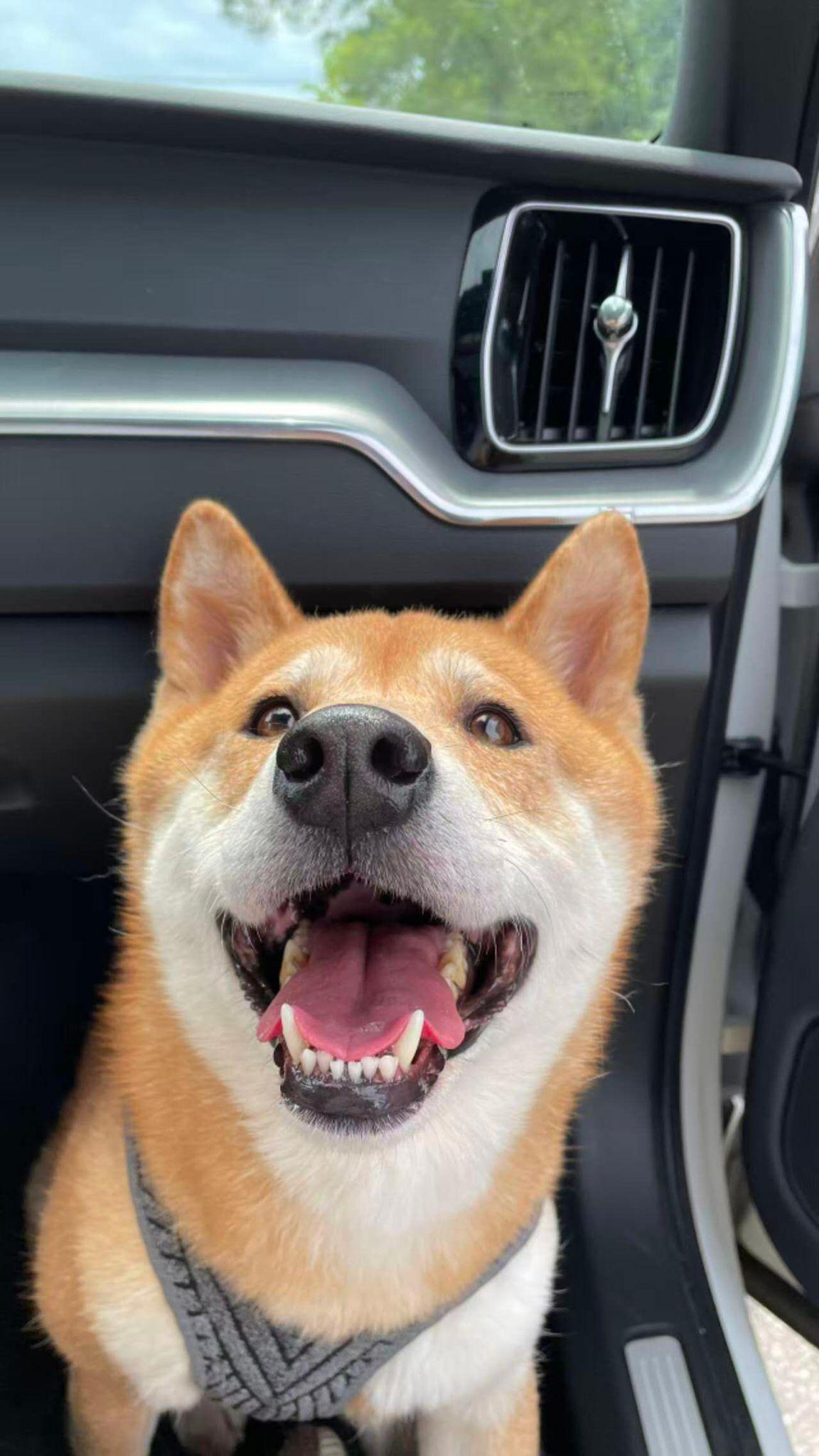 Honey, ADOPTABLE, Adult Male Shiba Inu.