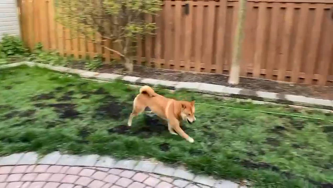 Enlarge Honey, a ADOPTABLE Shiba Inu in Markham, ON video 3/5