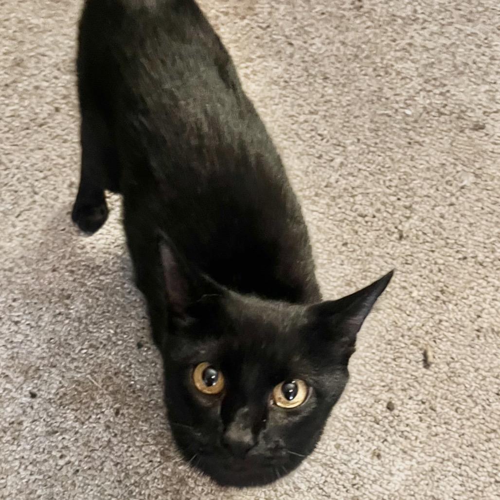 Enlarge Livia, a Adoptable Domestic Short Hair in Fredericksburg, VA image 1/4