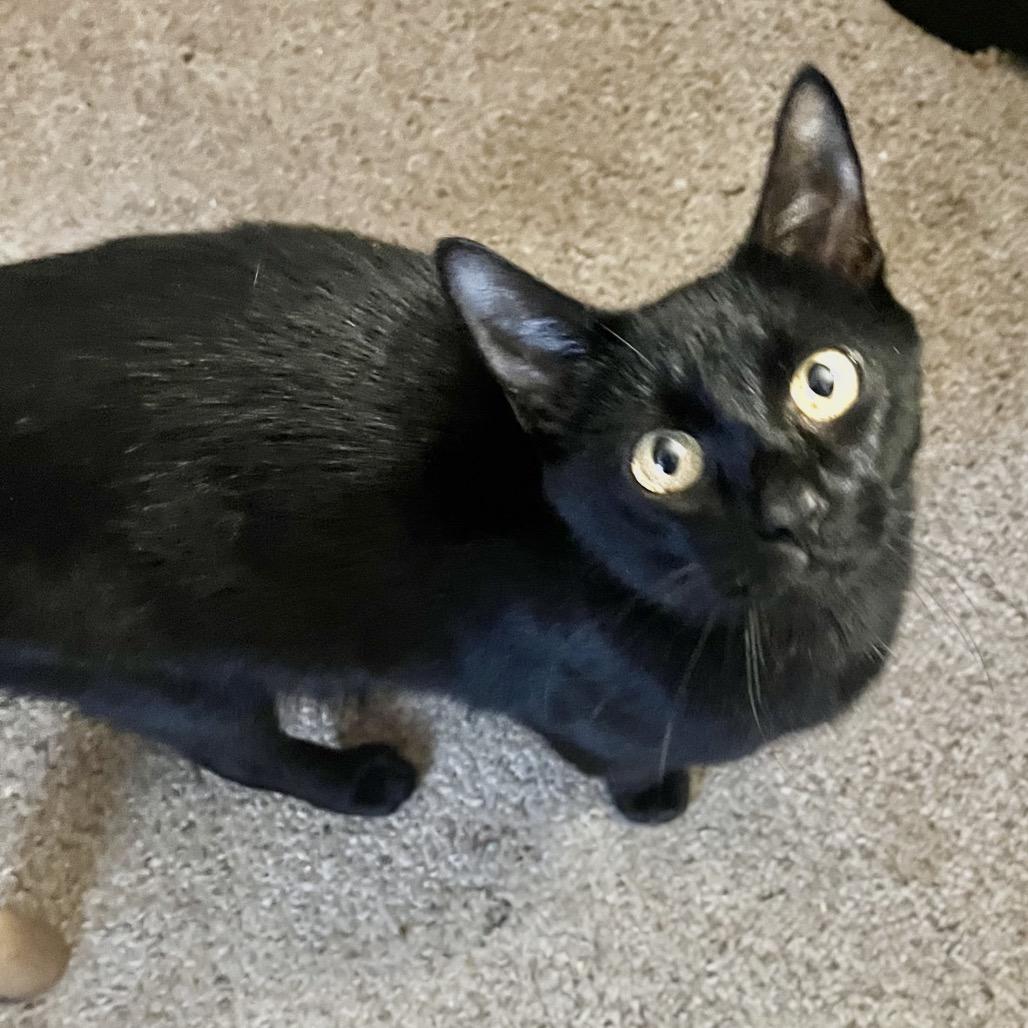 Enlarge Livia, a Adoptable Domestic Short Hair in Fredericksburg, VA image 2/4