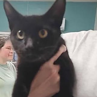 Enlarge Livia, a Adoptable Domestic Short Hair in Fredericksburg, VA image 3/4