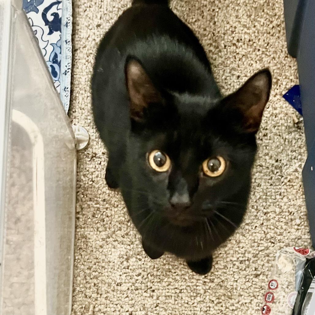 Enlarge Livia, a Adoptable Domestic Short Hair in Fredericksburg, VA image 4/4