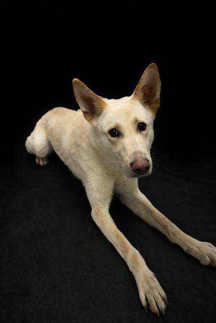 Enlarge Eddie, an adopted German Shepherd Dog in Paterson, NJ image 1/1