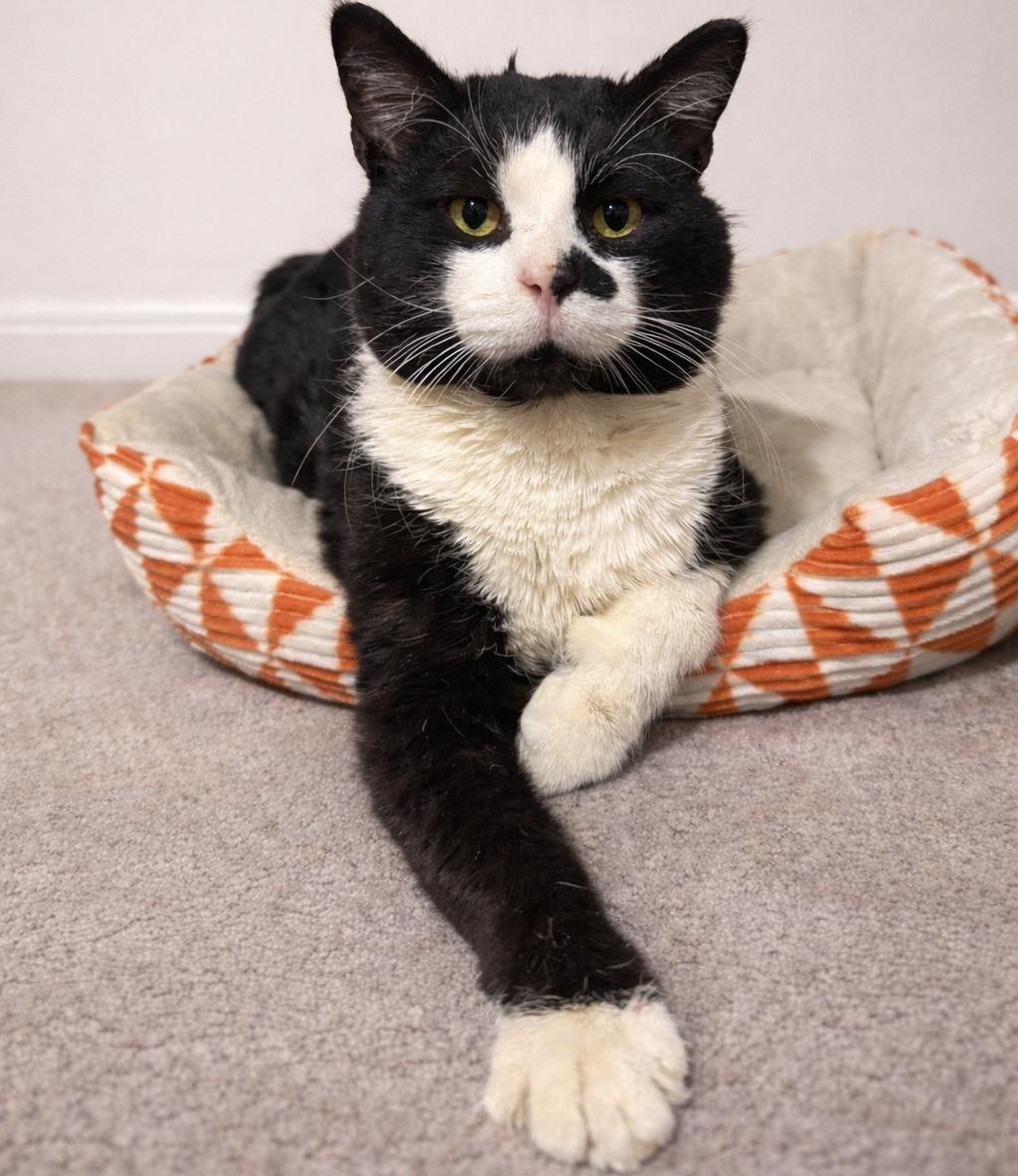 Enlarge Don Julio, an adopted Domestic Short Hair in Westville, NJ image 1/2