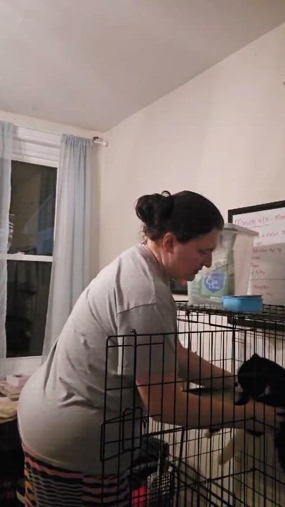 Enlarge Don Julio, an adopted Domestic Short Hair in Westville, NJ video 2/2