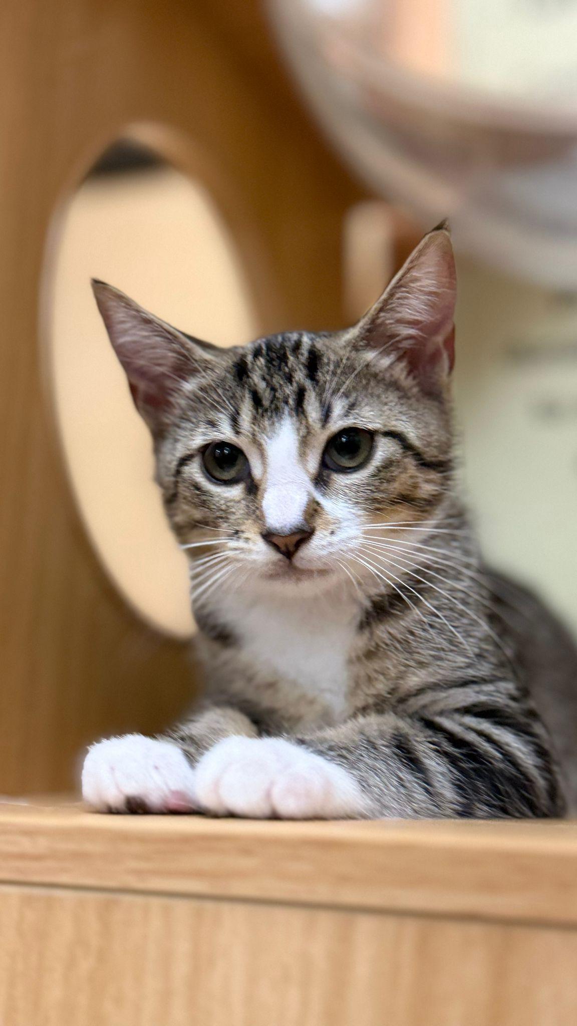 Enlarge Anitta, a Adopted Domestic Short Hair in Coral gables, FL image 1/2