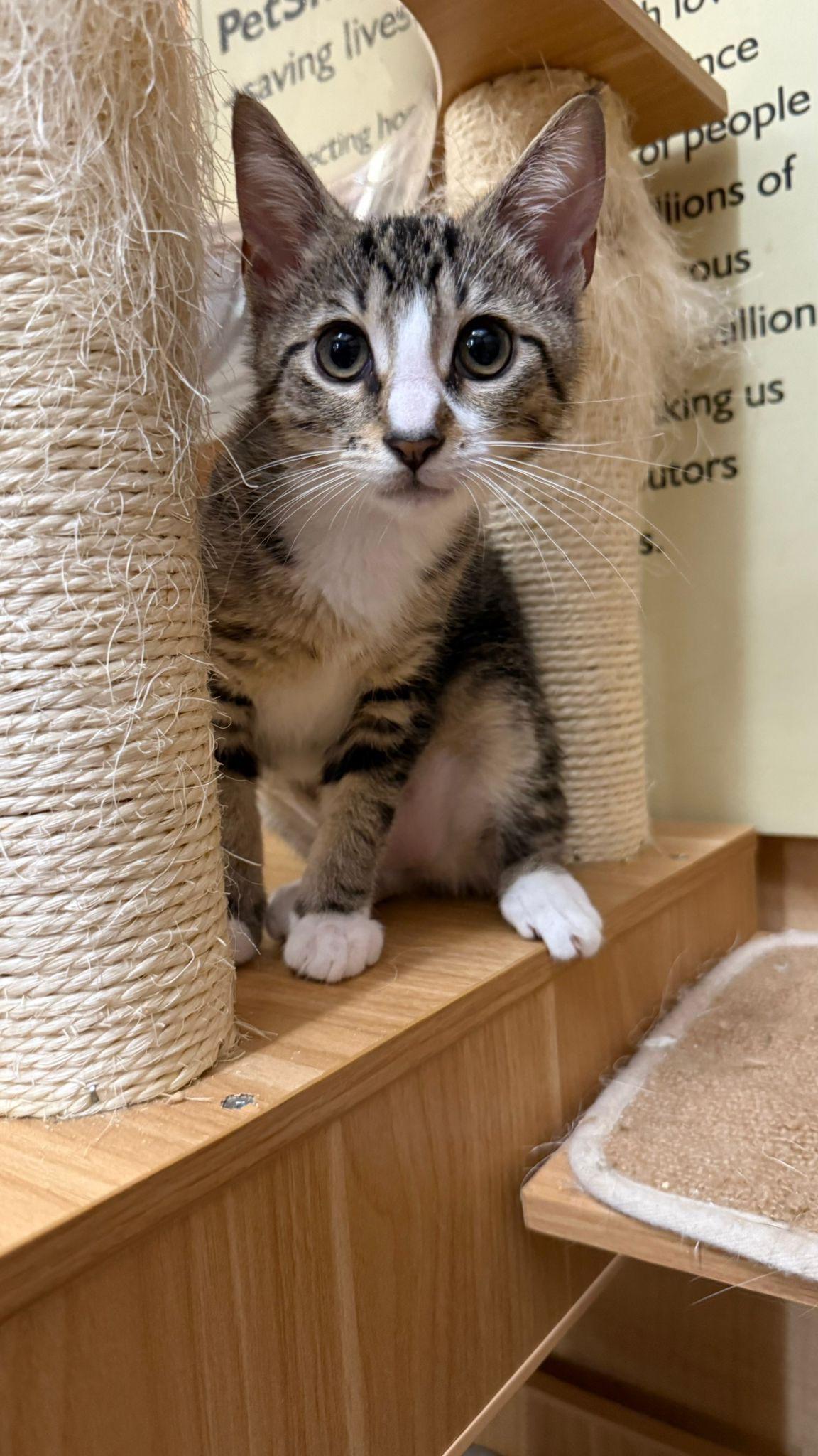 Enlarge Anitta, a Adopted Domestic Short Hair in Coral gables, FL image 2/2