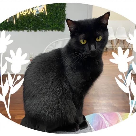 Raven - affectionate girl who loves attention at The Kitten Around Cat Lounge, adoptable, Young Female Domestic Short Hair.