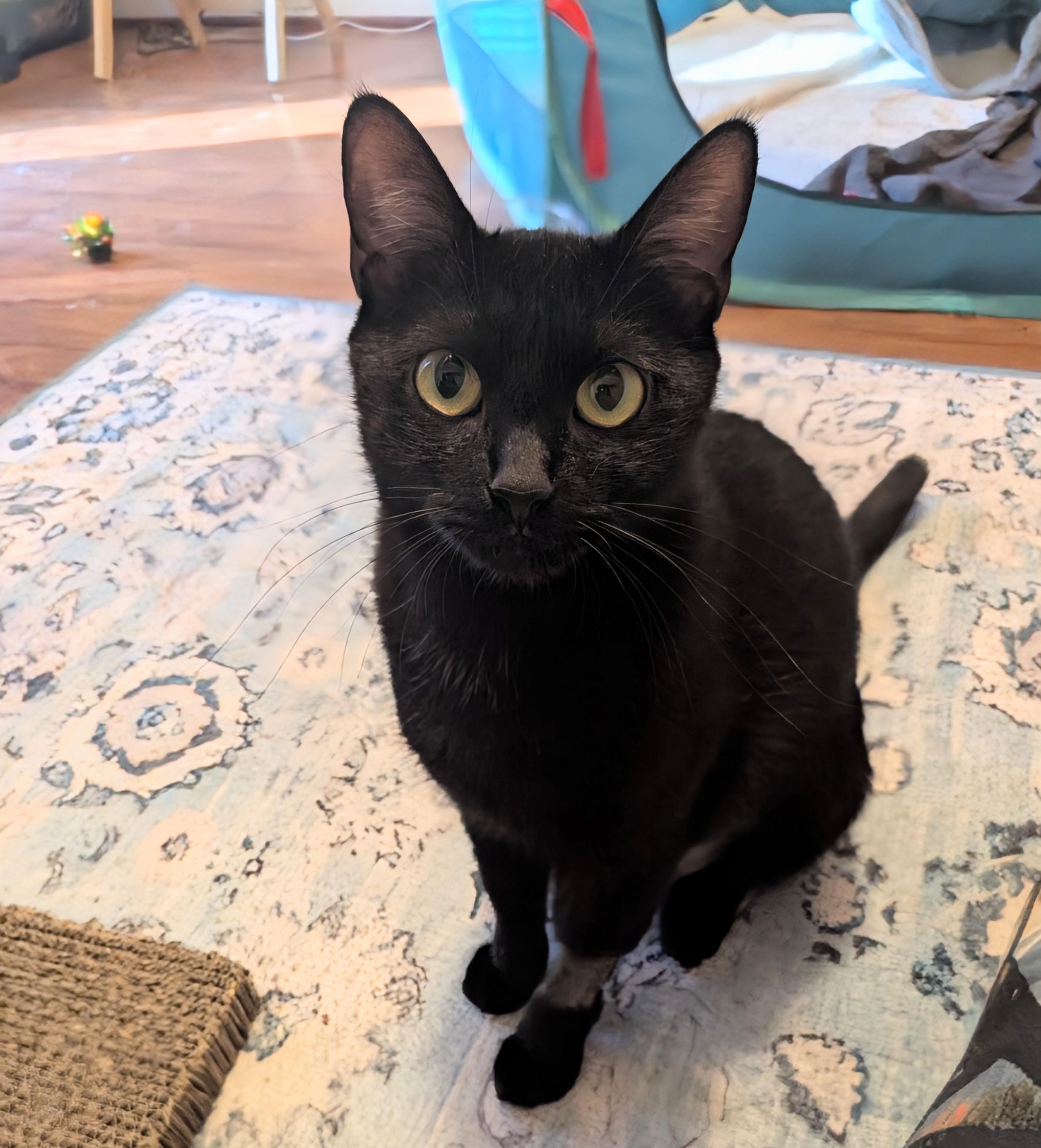 Enlarge Raven - affectionate girl who loves attention at The Kitten Around Cat Lounge, an adoptable Domestic Short Hair in Whispering Pines, NC image 3/6