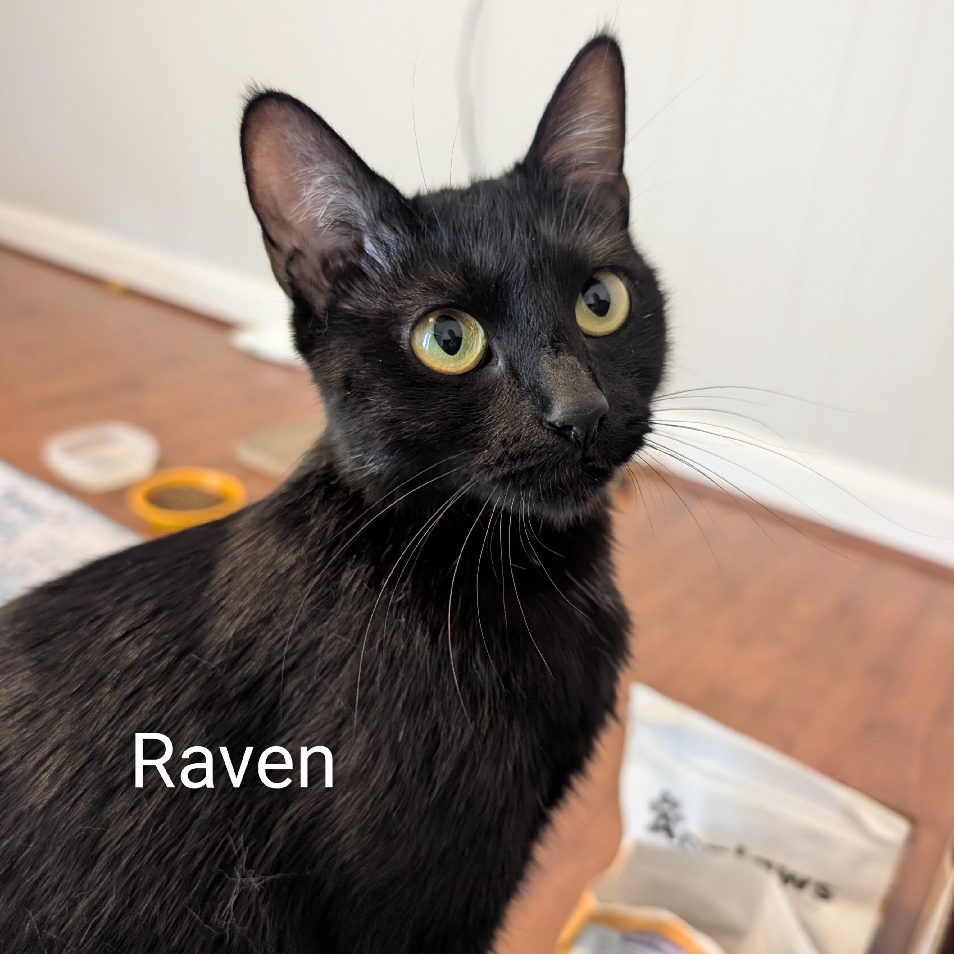 Enlarge Raven - affectionate girl who loves attention at The Kitten Around Cat Lounge, an adoptable Domestic Short Hair in Whispering Pines, NC image 5/6