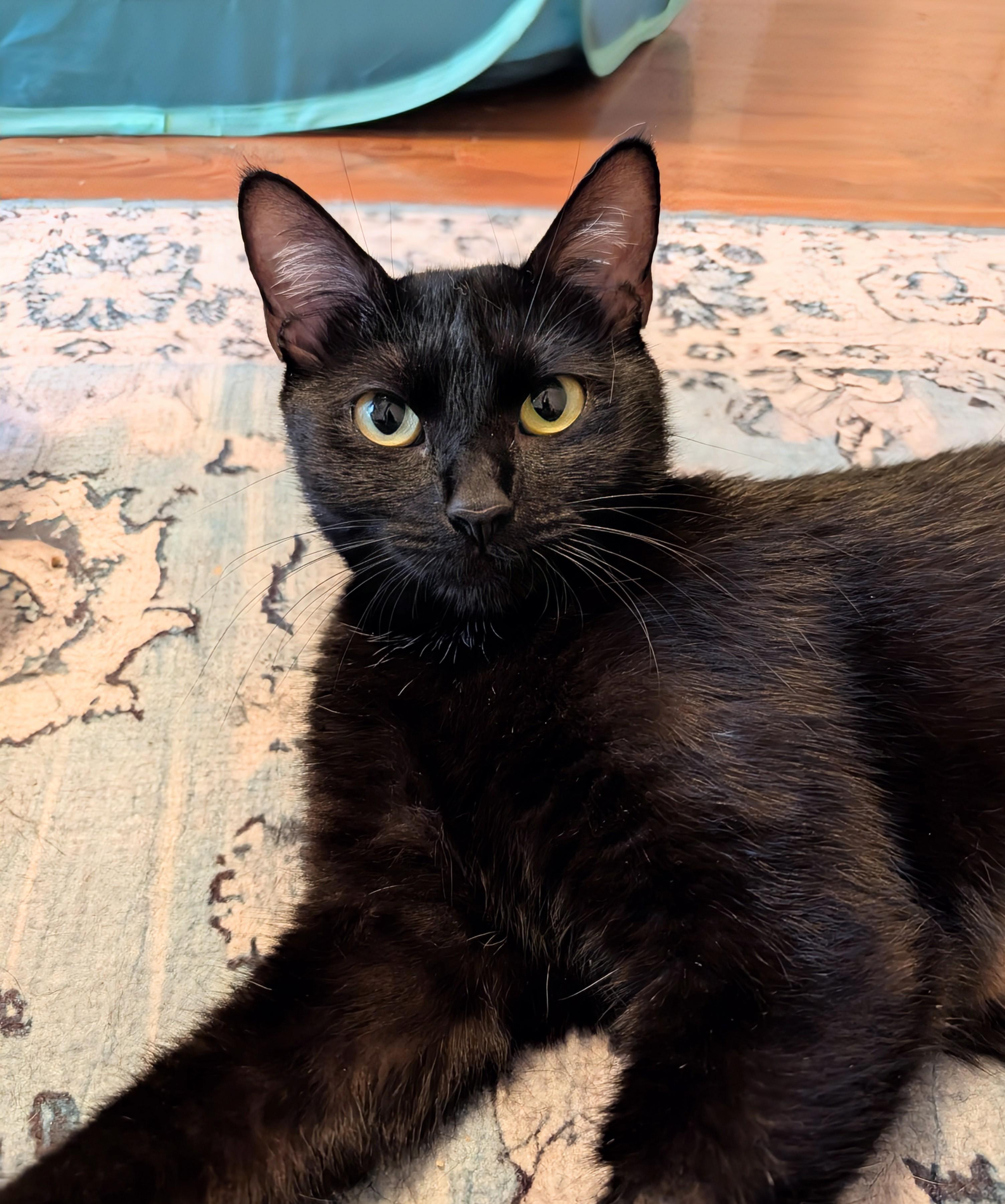 Enlarge Raven - affectionate girl who loves attention at The Kitten Around Cat Lounge, an adoptable Domestic Short Hair in Whispering Pines, NC image 6/6