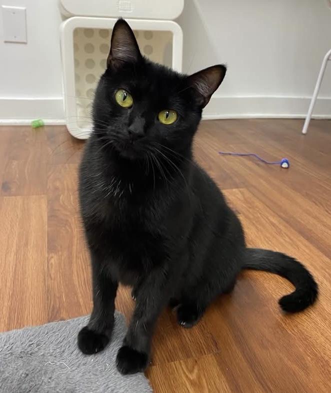 Enlarge Raven - affectionate girl who loves attention at The Kitten Around Cat Lounge, an adoptable Domestic Short Hair in Whispering Pines, NC image 2/6