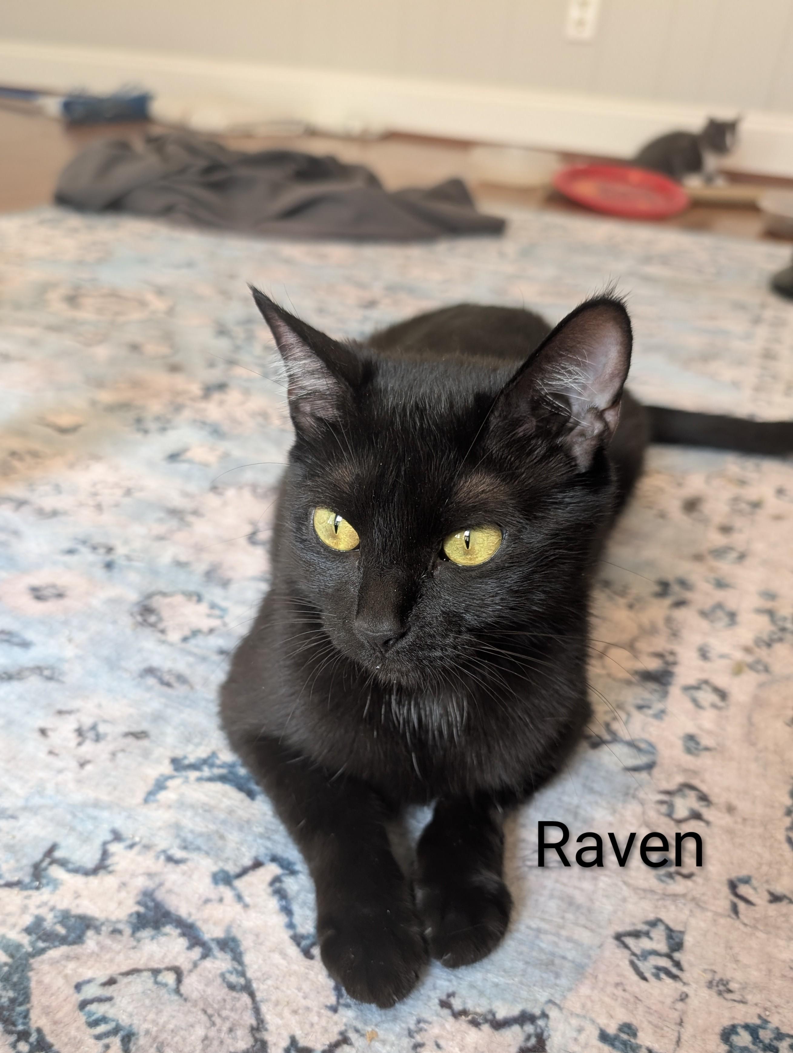 Enlarge Raven - affectionate girl who loves attention at The Kitten Around Cat Lounge, an adoptable Domestic Short Hair in Whispering Pines, NC image 4/6