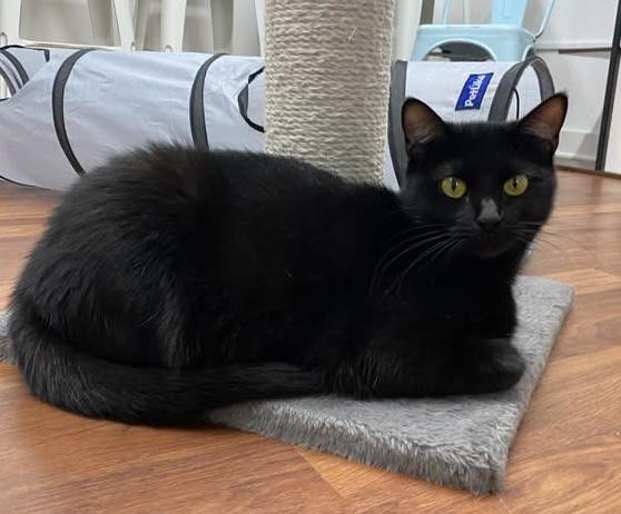 Enlarge Raven - affectionate girl who loves attention at The Kitten Around Cat Lounge, a Adoptable Domestic Short Hair in Whispering Pines, NC image 2/6