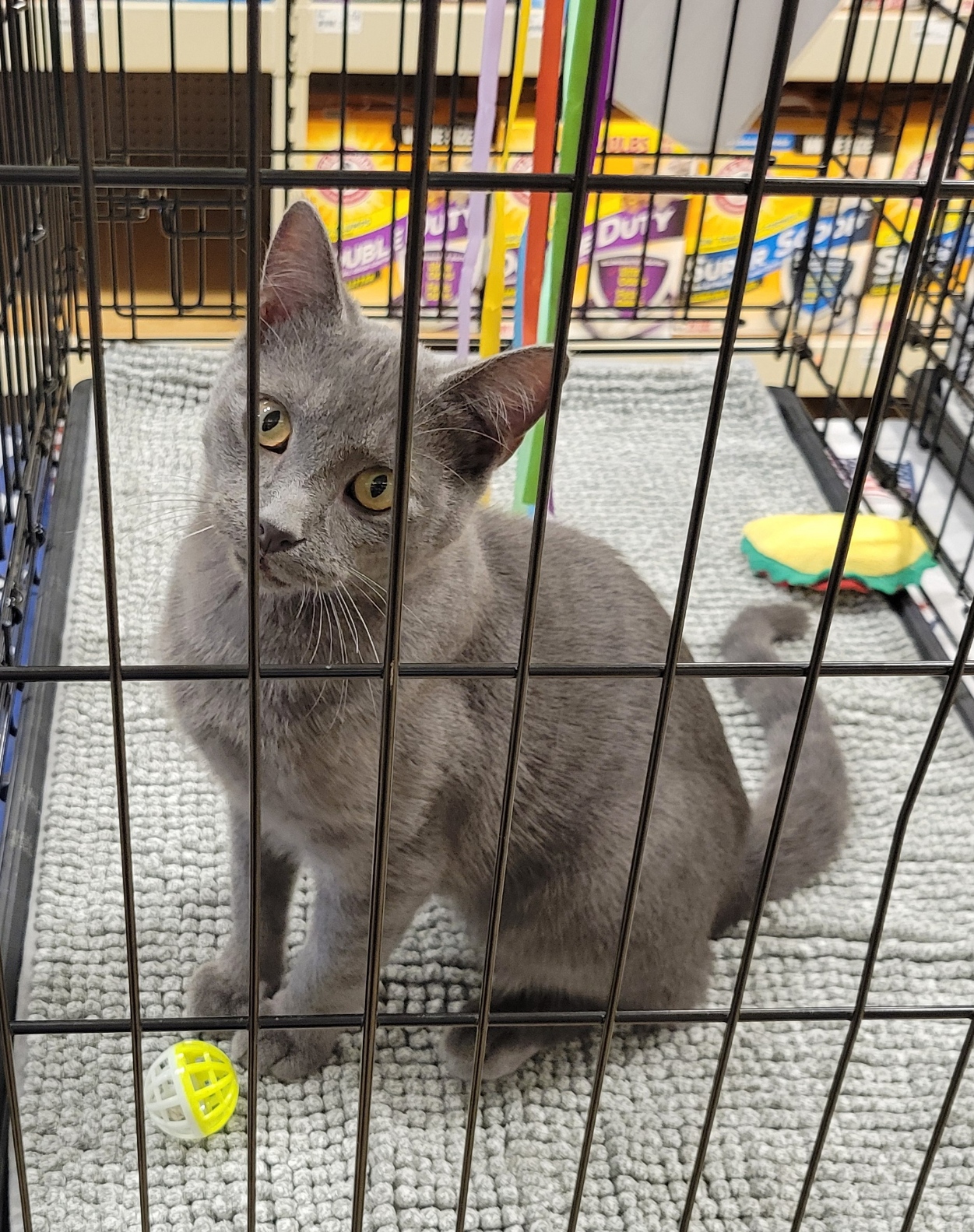 Stuart, adoptable, Young Male Domestic Short Hair.