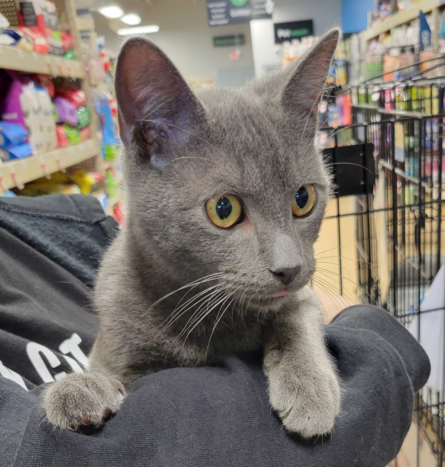Enlarge Stuart, an adoptable Domestic Short Hair in Green Brook, NJ image 2/2