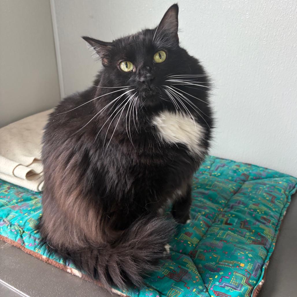 Nala, Adoptable, Adult Female Domestic Long Hair.