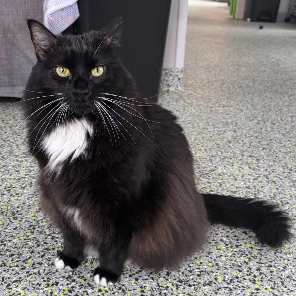 Enlarge Nala, a Adoptable Domestic Long Hair in Kerrville, TX image 2/4