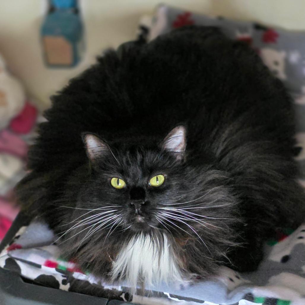 Enlarge Nala, a Adoptable Domestic Long Hair in Kerrville, TX image 3/4
