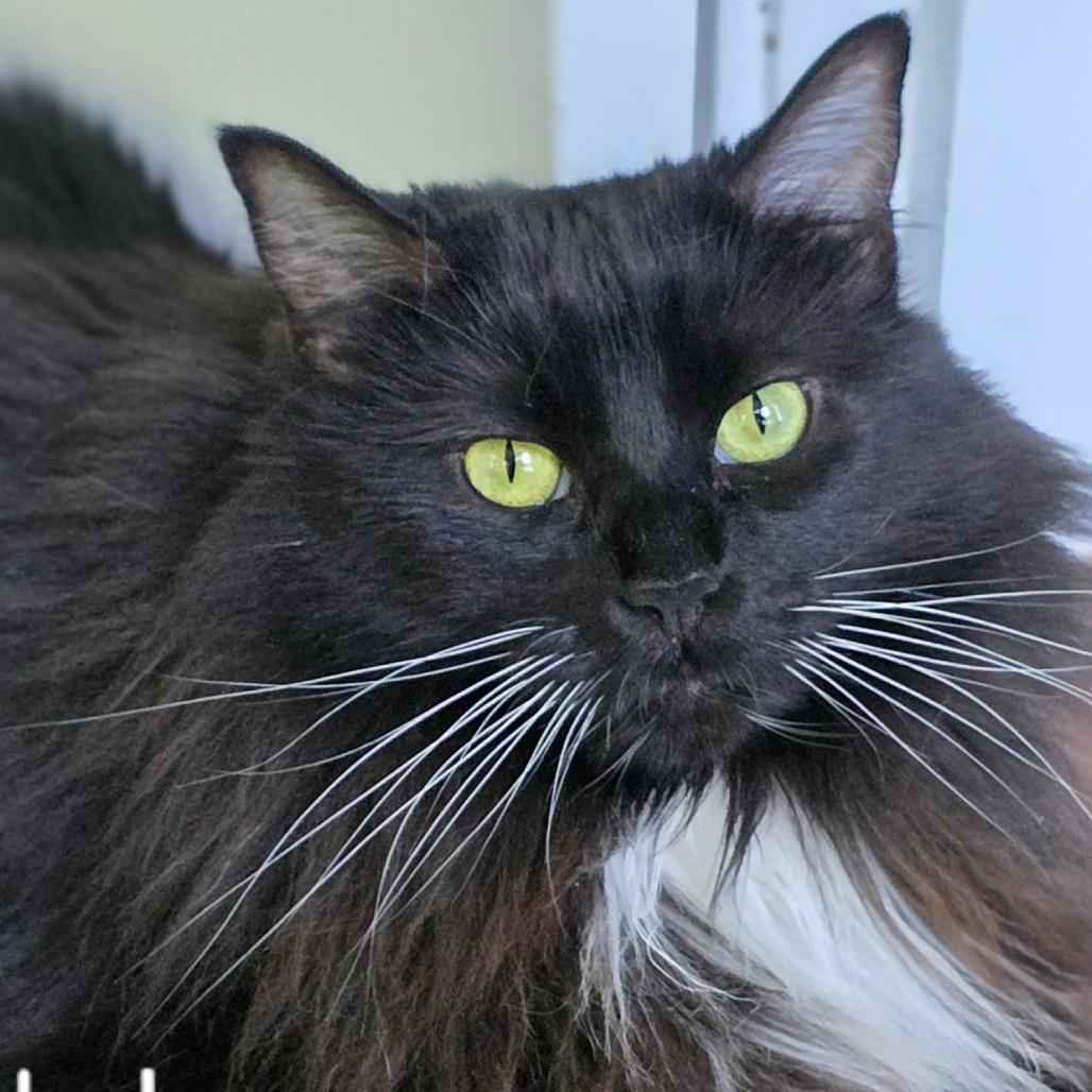 Enlarge Nala, a Adoptable Domestic Long Hair in Kerrville, TX image 4/4