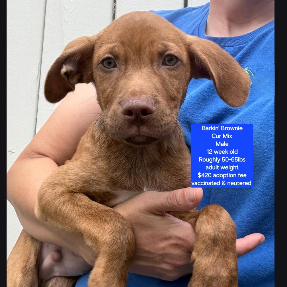 Barkin' Brownie, ADOPTABLE, Puppy Male Black Mouth Cur.