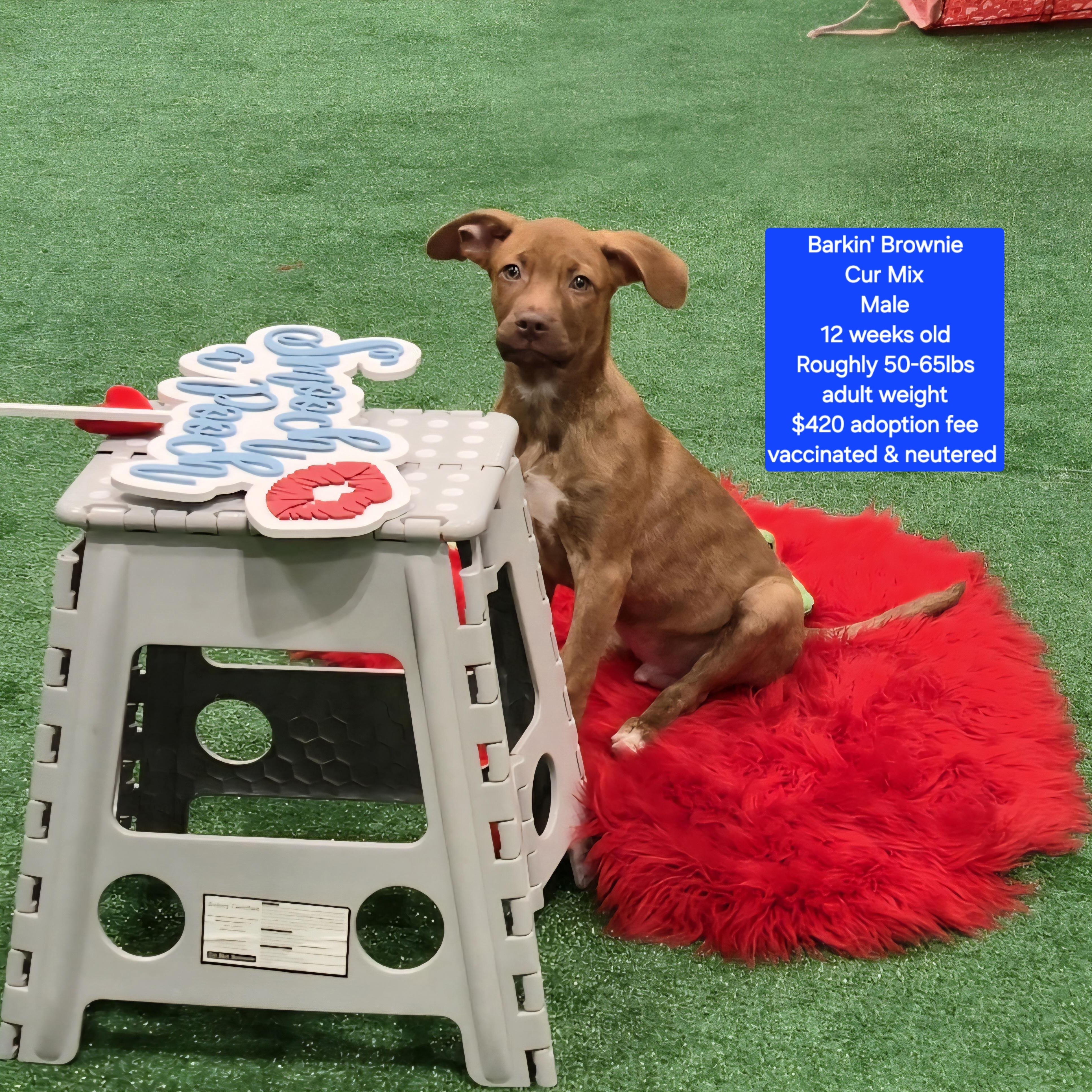 Enlarge Barkin' Brownie, a ADOPTABLE mixed breed in Oviedo, FL image 1/2