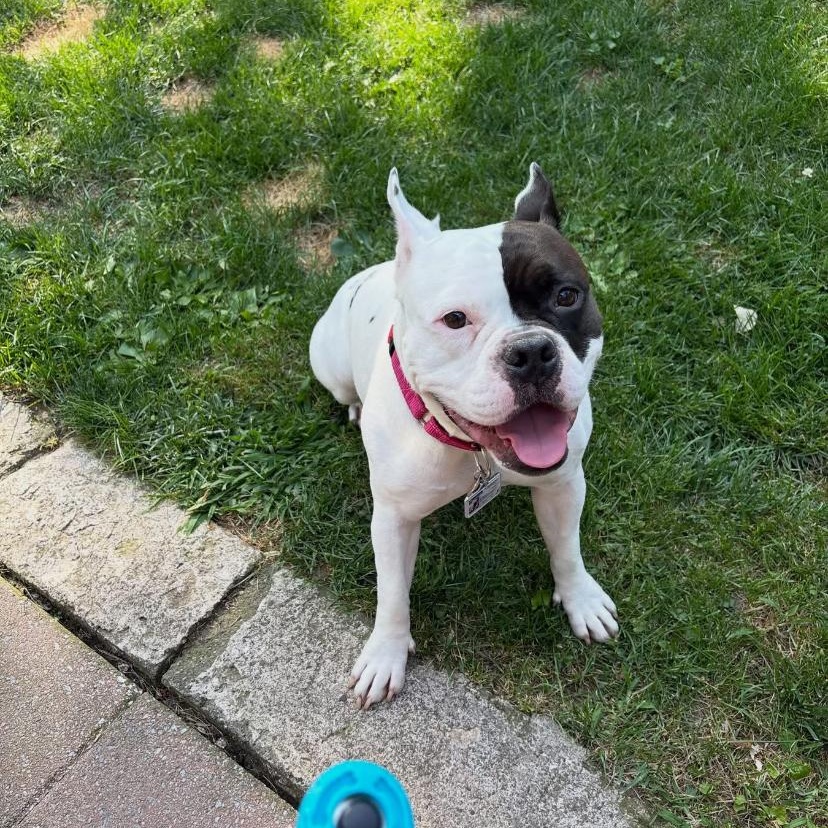 Enlarge Sweet Tee, a Adoptable mixed breed in Philadelphia, PA image 5/6