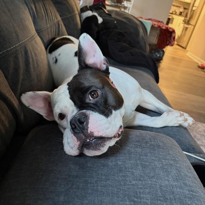 Enlarge Sweet Tee, a Adoptable mixed breed in Philadelphia, PA image 6/6