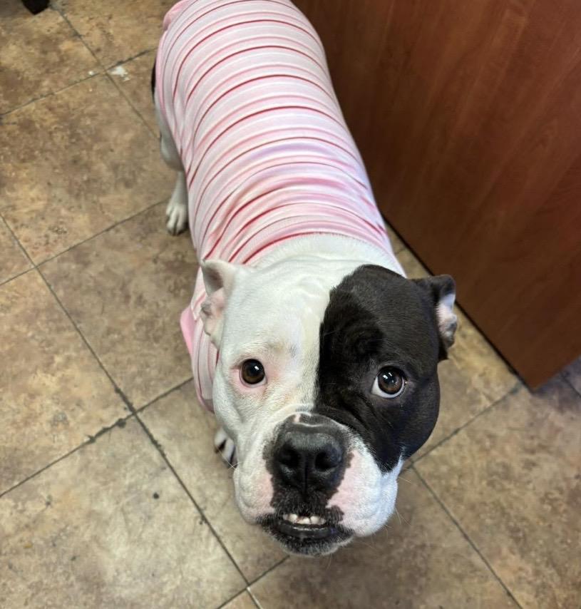 Enlarge Sweet Tee, a Adoptable mixed breed in Philadelphia, PA image 2/6