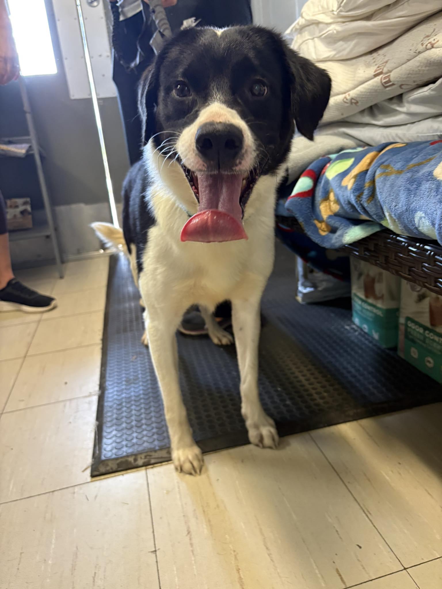 George, Adoptable, Young Male Border Collie.