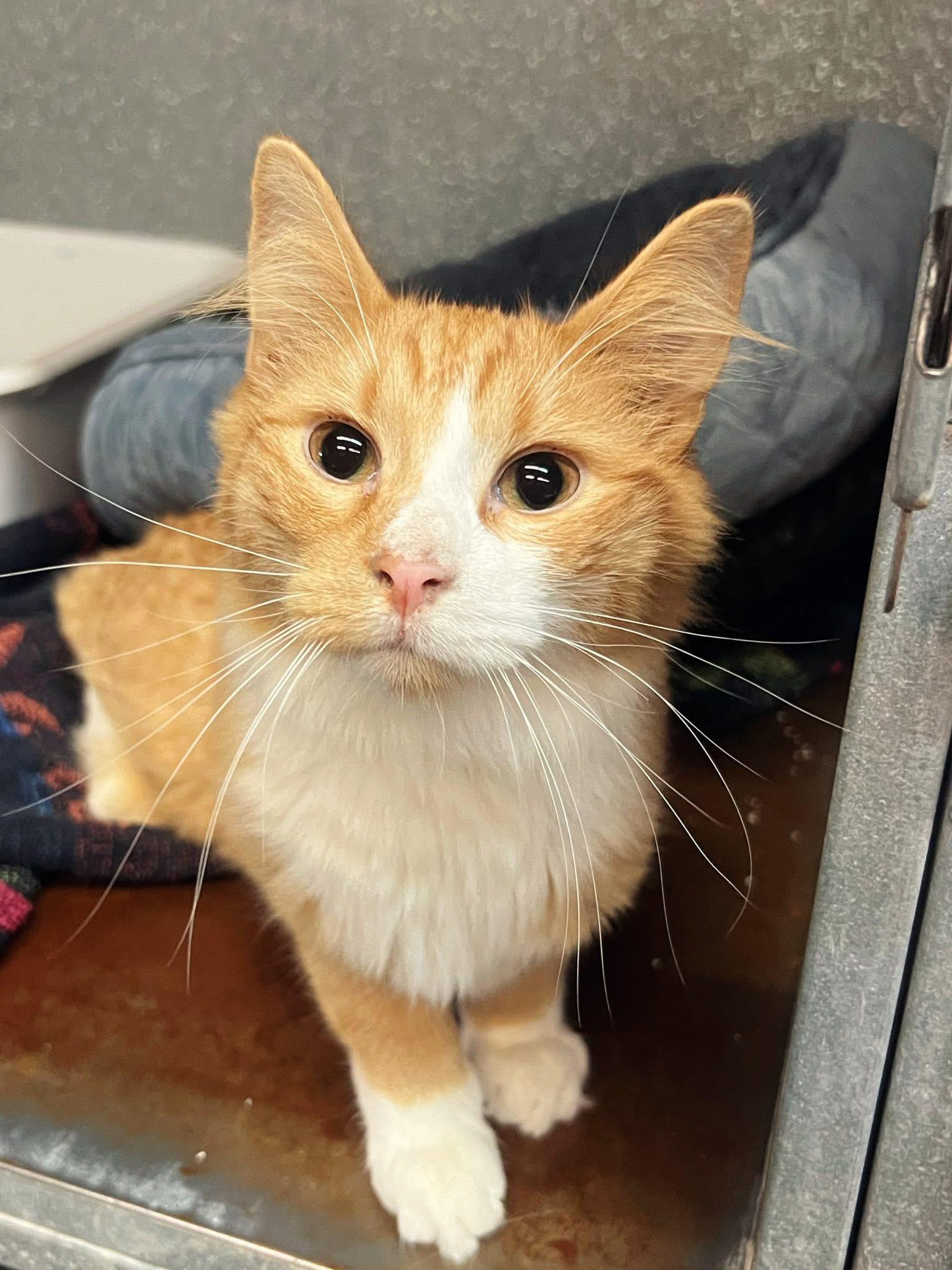Marvin, Adoptable, Young Male Domestic Long Hair.
