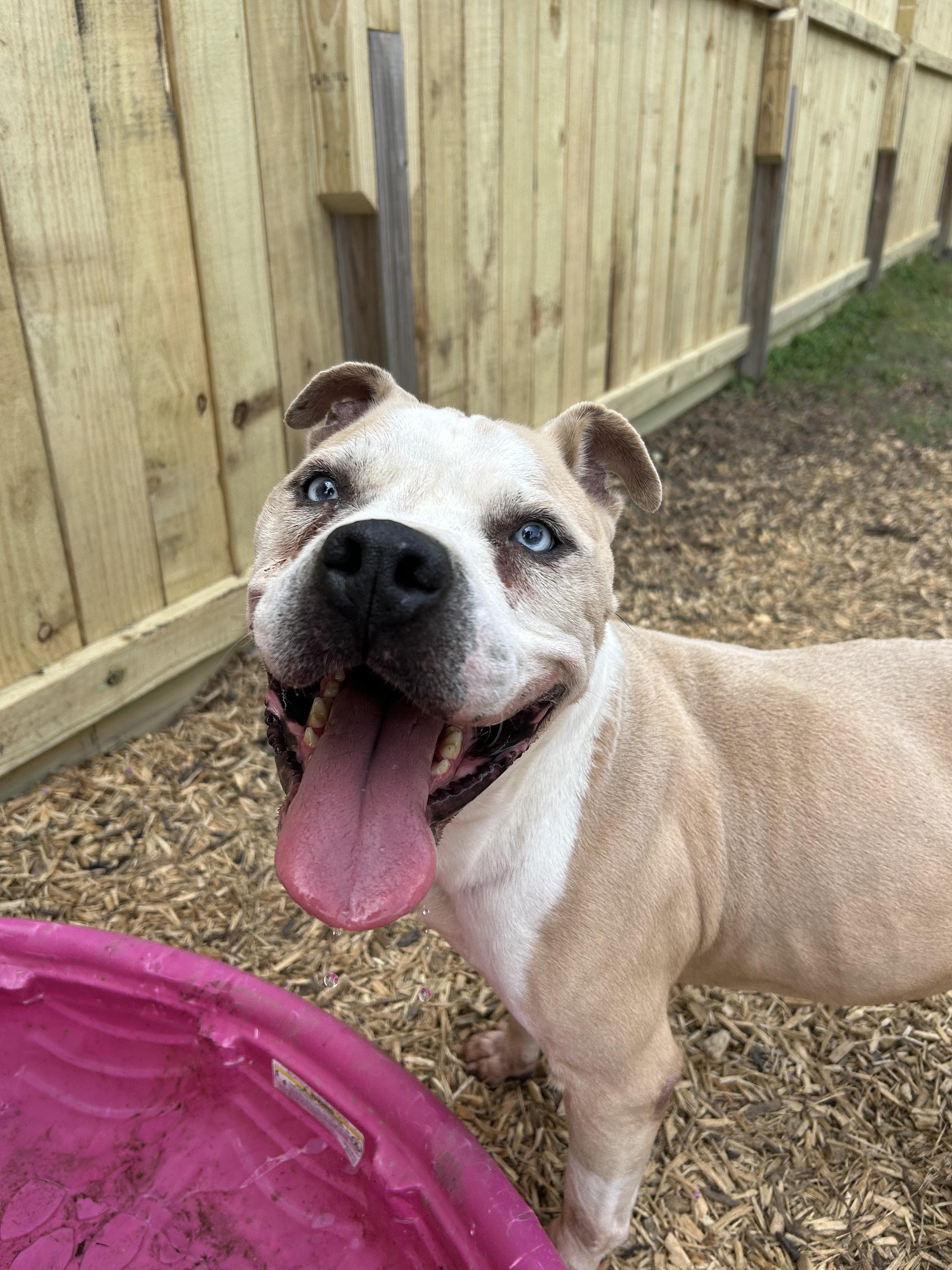 Hobbes, a Adoptable mixed breed in Aurora, CO image 3/5