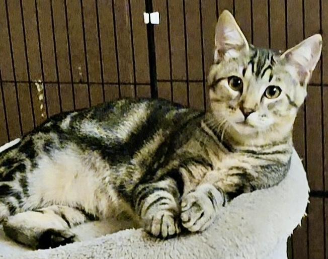 Enlarge ROSCOE, a Adoptable American Shorthair in Apache, OK image 1/1