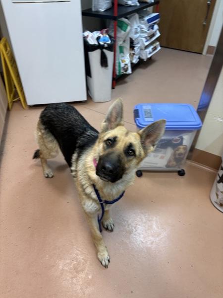 Livie, Adoptable, Young Female German Shepherd Dog.