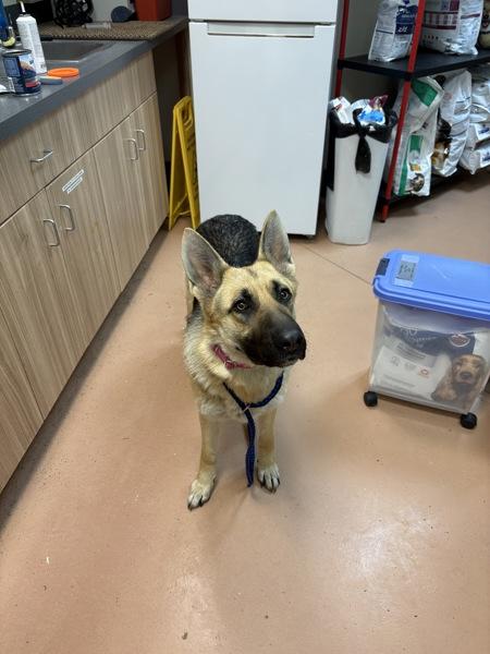 Enlarge Livie, a Adoptable German Shepherd Dog in Kennewick, WA image 2/2