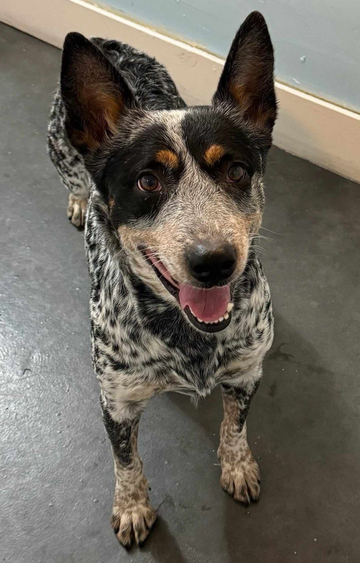 Dog for adoption Amelia Rose, an Australian Cattle Dog / Blue Heeler
